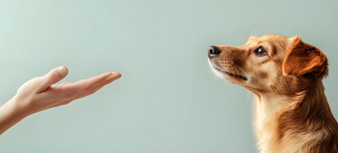 Promos de vuelta al cole negocios pet