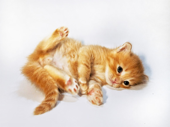 marta esteban lafulla marca pet con instinto