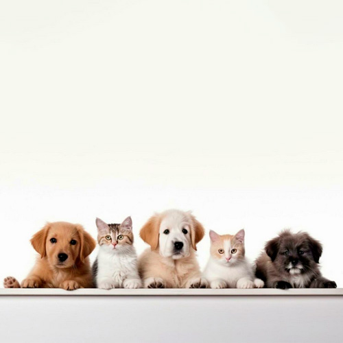 Colores para tienda de mascotas