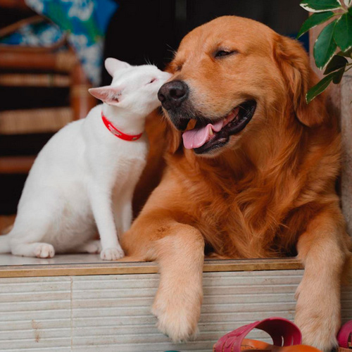 SEO para tiendas de mascotas