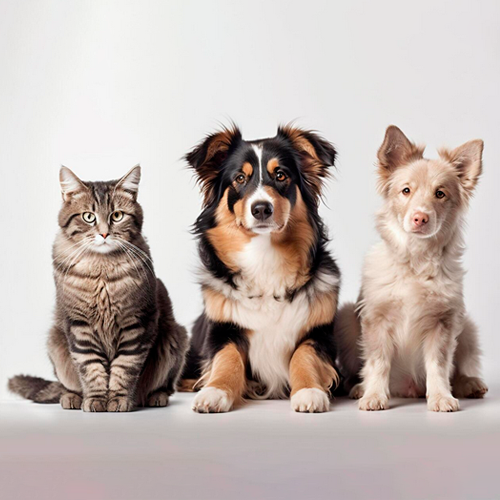 type collage para marcas pet