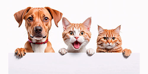 Diseño y percepción visual 