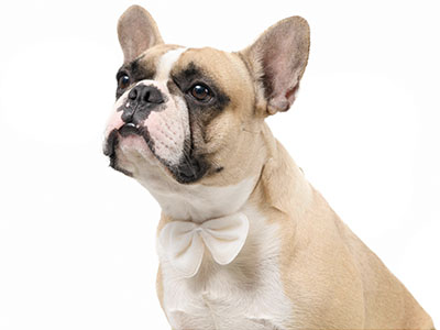 marca pet sin cliente